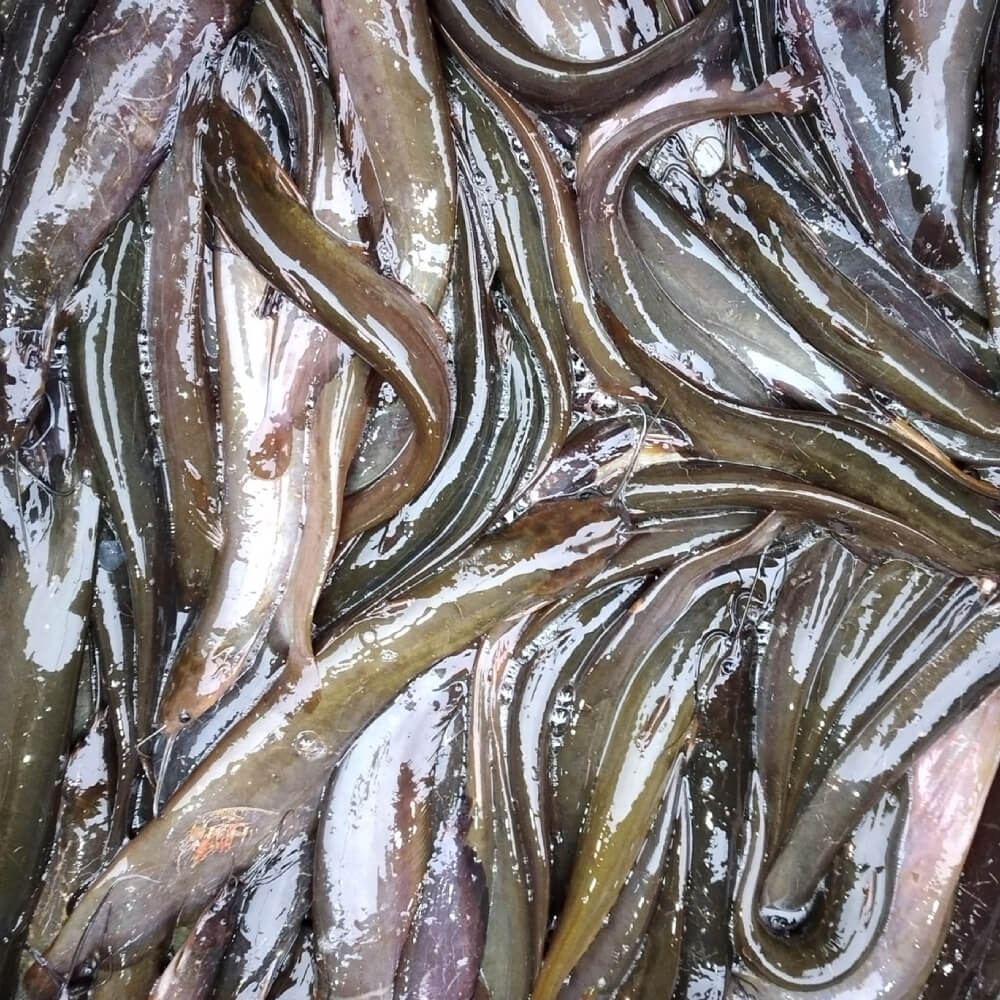 Shing Fish (Deshi) - 1 kg